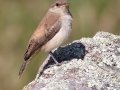Rock Wren