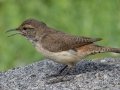 Rock Wren
