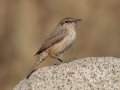 Rock Wren - Ramona Grasslands Preserve