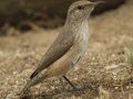 Rock Wren