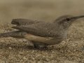 Rock Wren