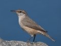 Rock Wren