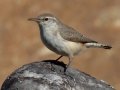 Rock Wren