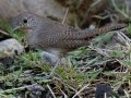 Rock Wren