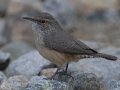 Rock Wren