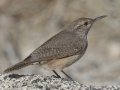 Rock Wren