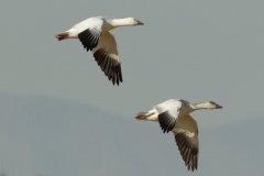 Ross's Geese