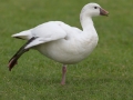 Ross's Goose