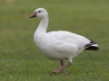 Ross's Goose