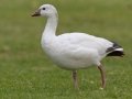 Ross's Goose