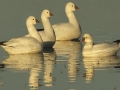 Ross's Goose