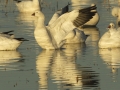 Ross's Goose