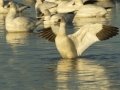 Ross's Goose