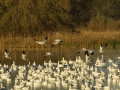 Ross's Goose