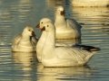 Ross's Goose