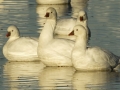 Ross's Goose