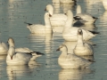 Ross's Goose