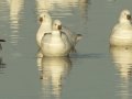 Ross's Goose