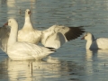 Ross's Goose