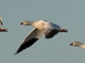 Ross's Goose