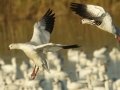 Ross's Goose