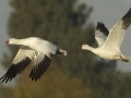 Ross's Goose