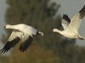 Ross's Goose