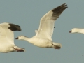 Ross's Goose