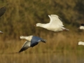 Ross's Goose