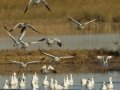 Ross's Goose