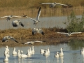 Ross's Goose