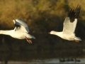 Ross's Goose