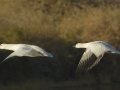 Ross's Goose