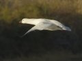 Ross's Goose