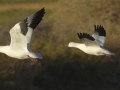 Ross's Goose