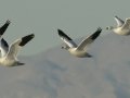 Ross's Goose