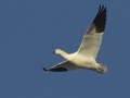 Ross's Goose