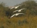 Ross's Goose