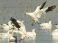 Ross's Goose