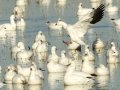 Ross's Goose