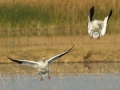 Ross's Goose