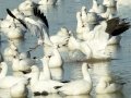 Ross's Goose