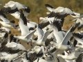 Ross's Goose
