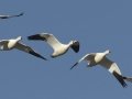 Ross's Goose