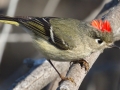 Ruby-crowned Kinglet