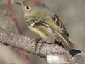 Ruby-crowned Kinglet