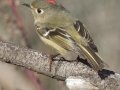 Ruby-crowned Kinglet