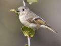 Ruby-crowned Kinglet