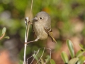 Ruby-crowned Kinglet