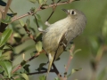 Ruby-crowned Kinglet